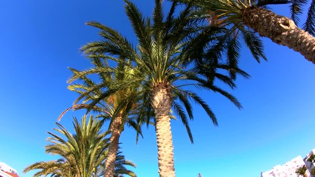 Tropical palm trees on beach. Luxury resort. Steadicam shot