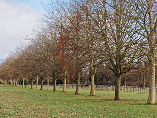 Lines of trees in late autumn with leaves on meadows.