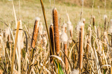 Wild grass cane on lake / Reeds in lake near shore in sunny windy day