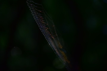 Cobweb
