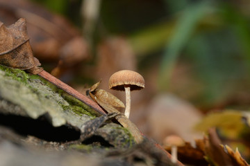 A small mushroom on an old dry tree.