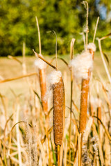 Wild grass cane on lake / Reeds in lake near shore in sunny windy day
