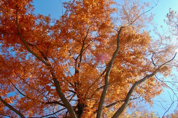 Metasequoia glyptostroboides, the dawn redwood with red autumn color needles, from under the tree