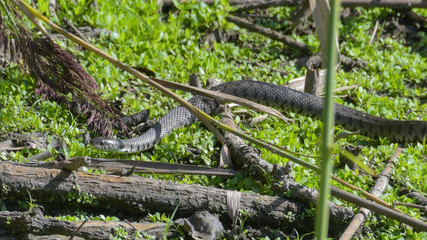 Natrice dal collare che striscia sull'erba tra i rami