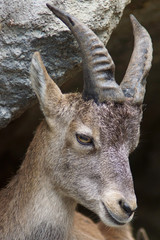 Steinbock - [Capra ibex]