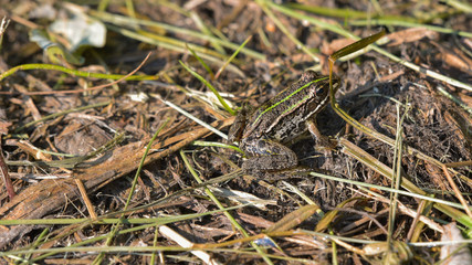 Rana marrone ferma sul prato nel bosco in autunno