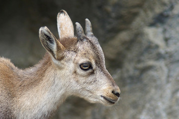 Steinbock - [Capra ibex]