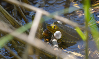 Rana con le guance gonfie nascosta nella palude