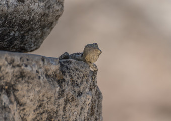 Urfa, Turkey - few chilometers distant from the Syrian border, Urfa is a multiethnic city, and home also of a variety of wildlife that includes many snakes and lizards