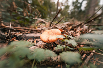 Pilz im Herbstwald