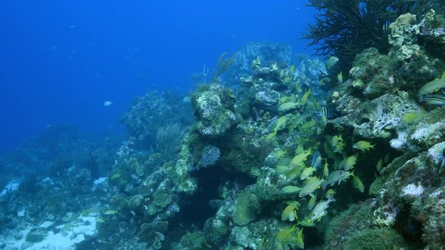 Seascape of coral reef in Caribbean Sea around Curacao at dive site Sta. Cruz with school of fish, various coral and sponge