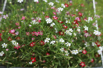 Small flowers, red, white, pink, green, black.