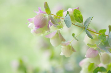 Closeup nature view of Oregano Kent Beauty on blurred greenery background