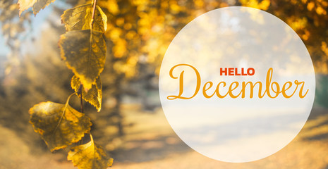Hello December autumn composition. Yellow and orange leaves on sky background © axivan.com
