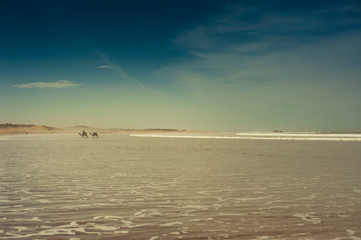 Camels on the beach at Essaouira, Morocco
