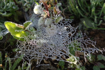 霜のおりた蜘蛛の巣