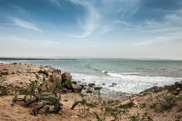 Dried tree root on the Atlantic coast near Essaouira, Morocco.