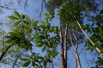 コシアブラの木の葉