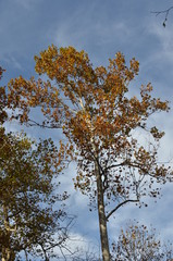 autunno