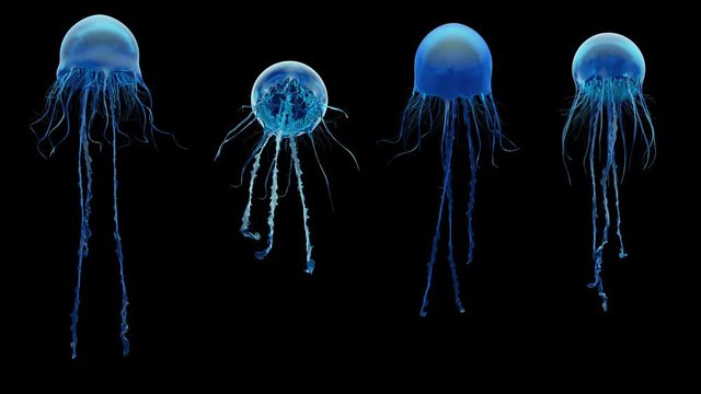 Jellyfish, high quality 4k animation assets. Seen from different perspectives.  The video is loopable, and contains the alpha channel. Version 01.