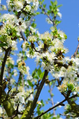 Spring Blossom