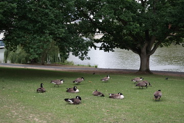 park duck and lake