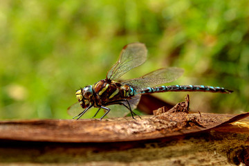 Grüne Mosaikjungfer Libelle