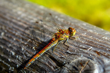 Grüne Mosaikjungfer (Aeshna viridis)