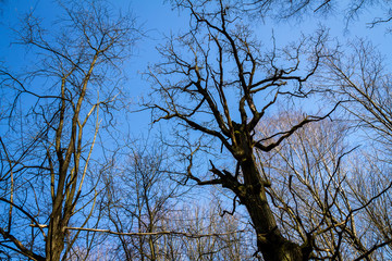 Oak tree branches with no leaves against blue sky