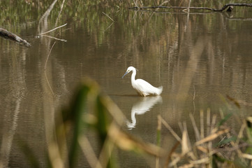 On a sunny day in winter, there is a heron in the forest pond.