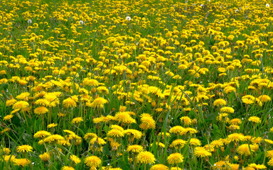 Löwenzahn (Taraxacum)