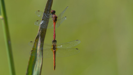 Riproduzione autunnale di due libellule rosse e gialle nel prato verde