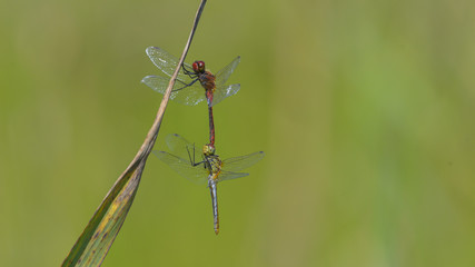Due libellule in riproduzione, rossa e gialla, in autunno nel prato verde