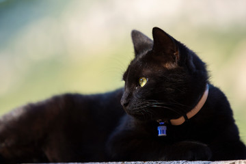 Un chat regardant vers le passé...