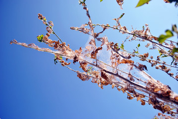 Black mulberry twigs with rotten leaves covered with spider web, close up detail, bright blue sky background