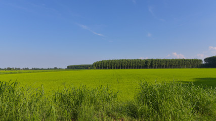 Vista in aperta campagna, con alberi in fondo e un bel prato verde chiaro