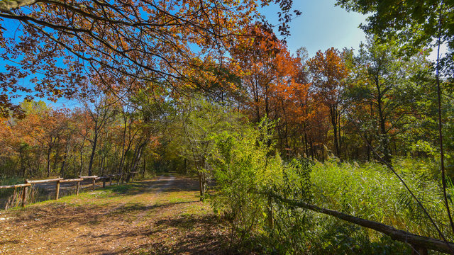 Fototapeta Panoramica del bosco in autunno, con un sentiero che lo attraversa
