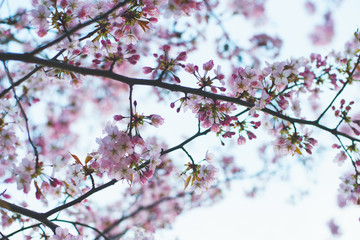 Beautiful pink and white flowers on a tree in spring. 