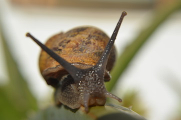 caracol tomando el sol