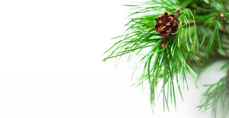 Pine branch with pine cone on white background