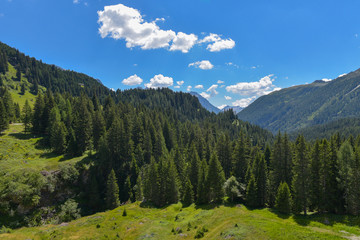 Obraz premium Panoramica estiva di abeti verdi con cielo azzurro in montagna