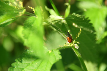 bug on leaf of nettle