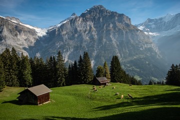Fototapeta na wymiar Wandern in den Schweizer Alpen, Berner Oberland, Wetterhorn, Grindelwald, Schweiz