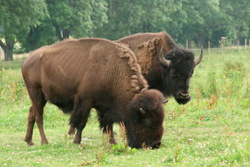 European bisons eating grass