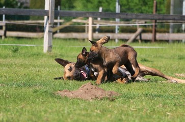 funny small malinois puppies are playing with the mum in the garden
