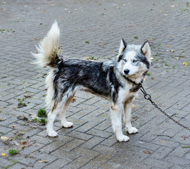 Husky dog on a leash. Park, autumn.