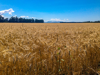 wheat field on a sunny day, South Island of New Zealand