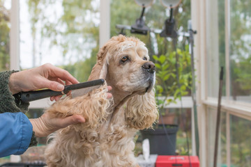 Combing the long ears of the American Cocker Spaniel in dog salon. Horizontally. 