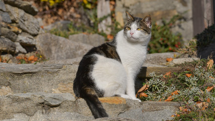 Gatto bianco e nero con gli occhi gialli fermo sui sassi 
