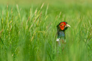 Pheasant head in green field, playing hide and seek